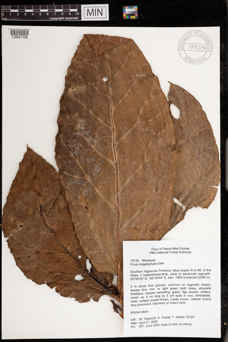 Ficus megalophylla photo 2