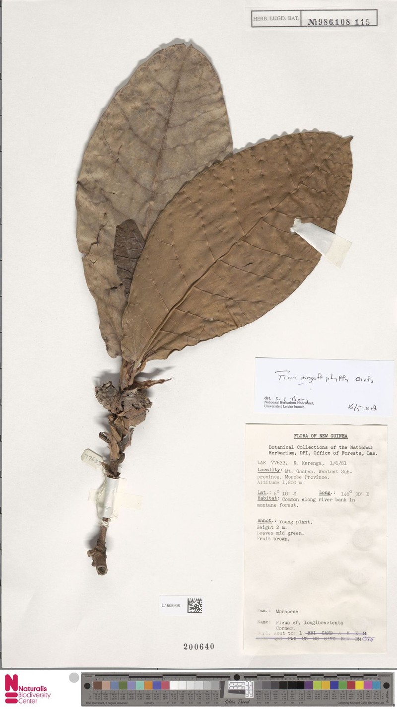 Ficus megalophylla photo 5