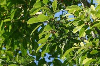 Ficus melinocarpa