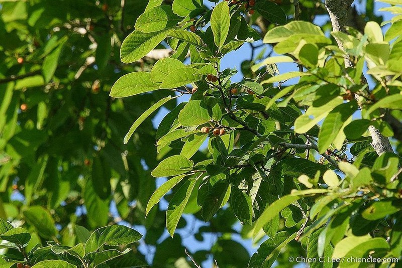 Ficus melinocarpa