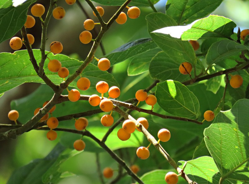 Ficus melinocarpa photo 3