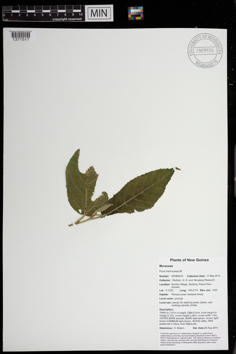 Ficus melinocarpa photo 4