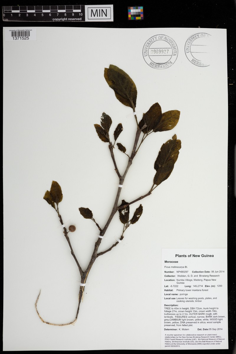 Ficus melinocarpa photo 5
