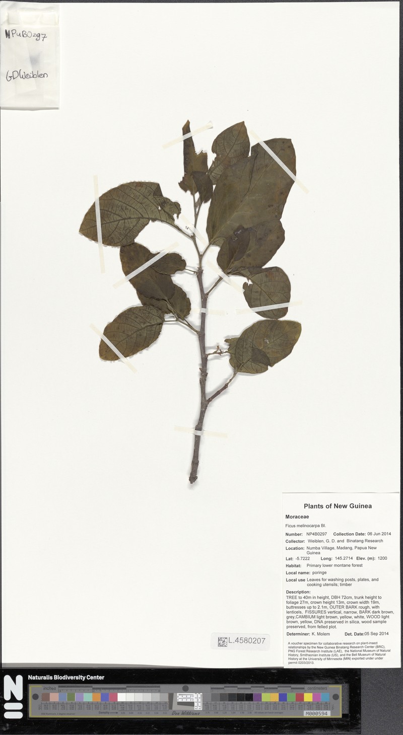 Ficus melinocarpa photo 6