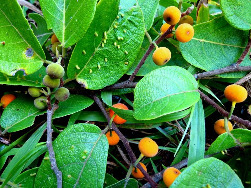Ficus melinocarpa photo 7