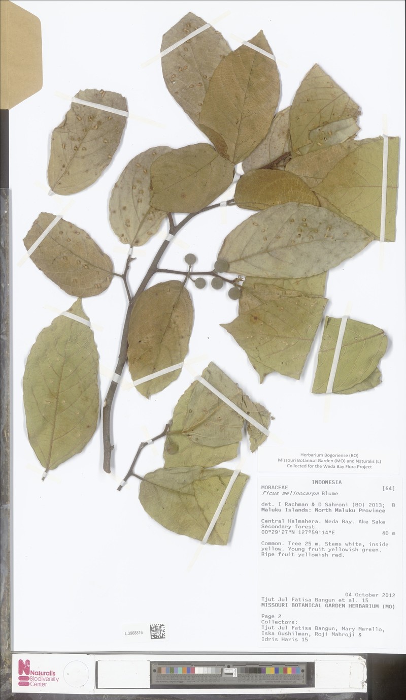 Ficus melinocarpa photo 8