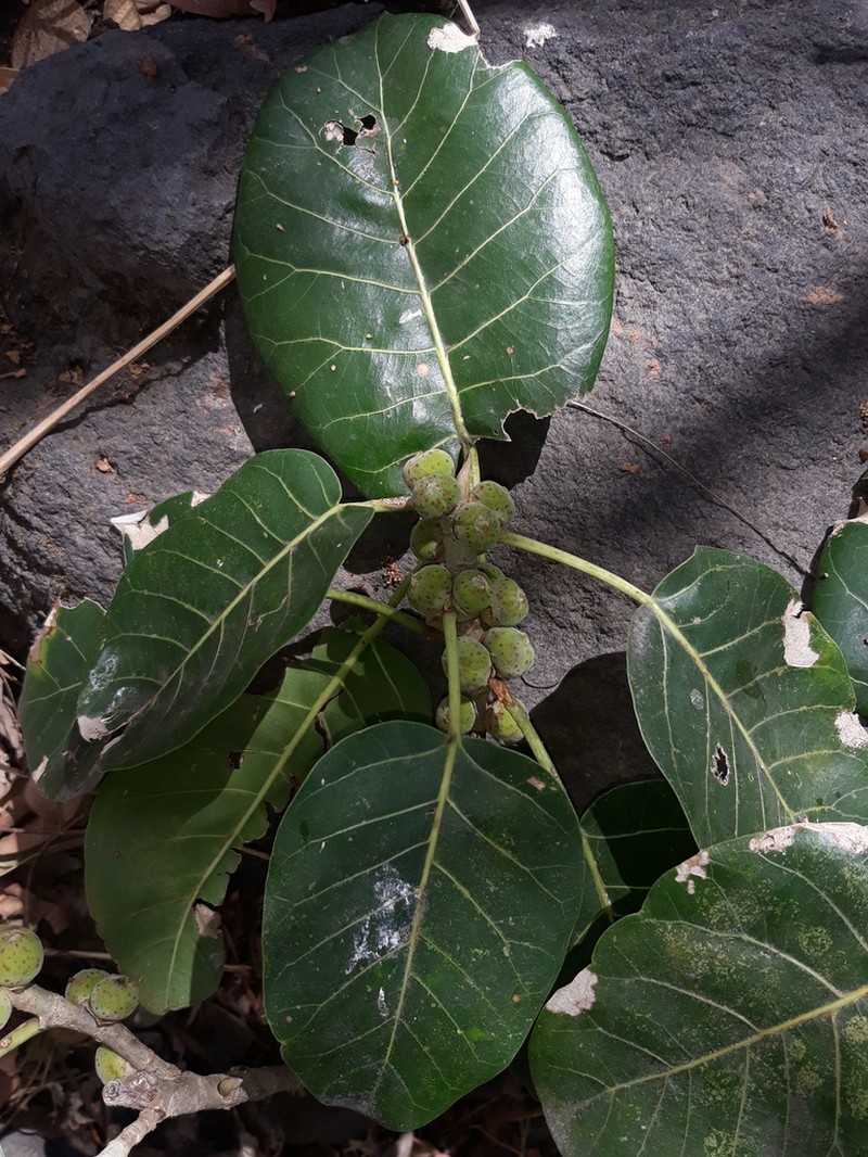Ficus membranacea