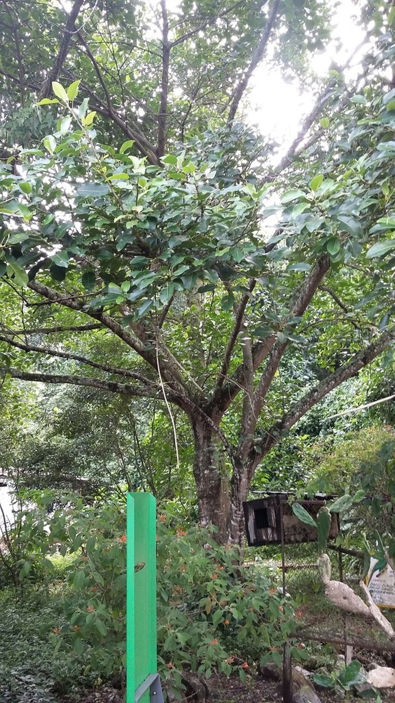 Ficus membranacea photo 2
