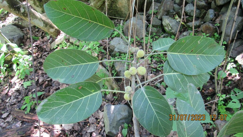 Ficus membranacea photo 3