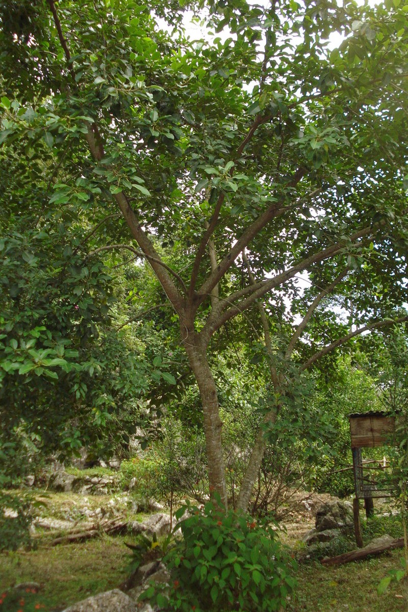 Ficus membranacea photo 4