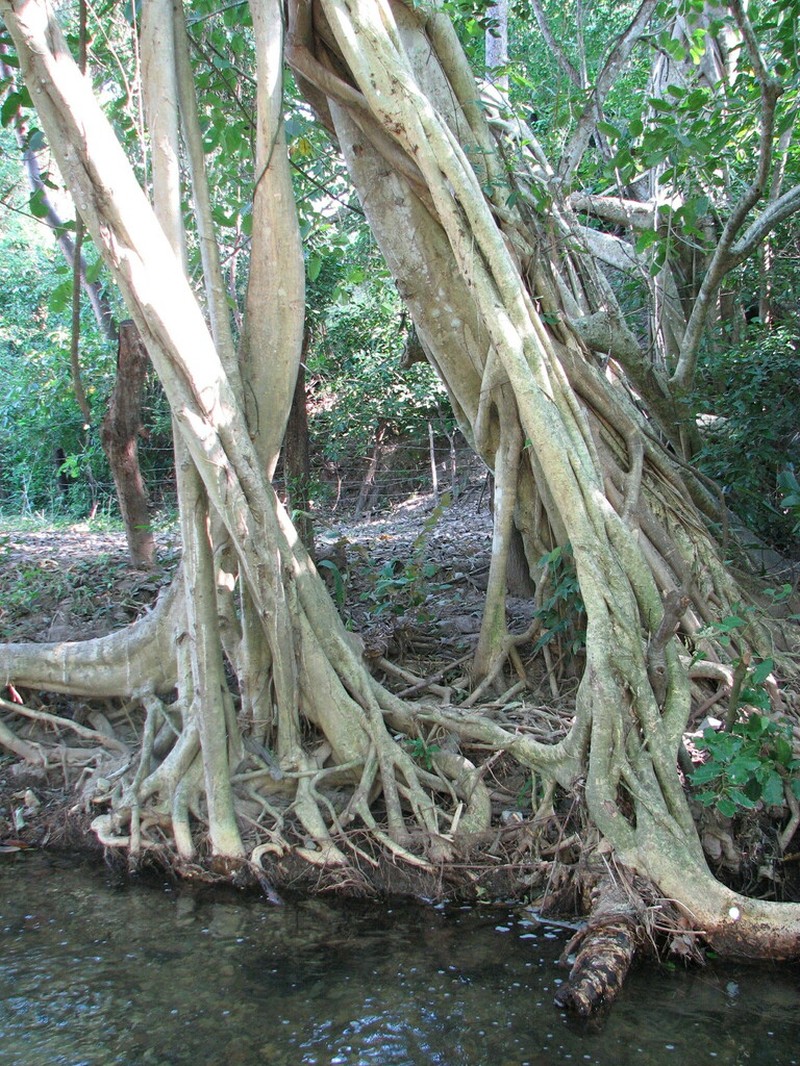 Ficus membranacea photo 5