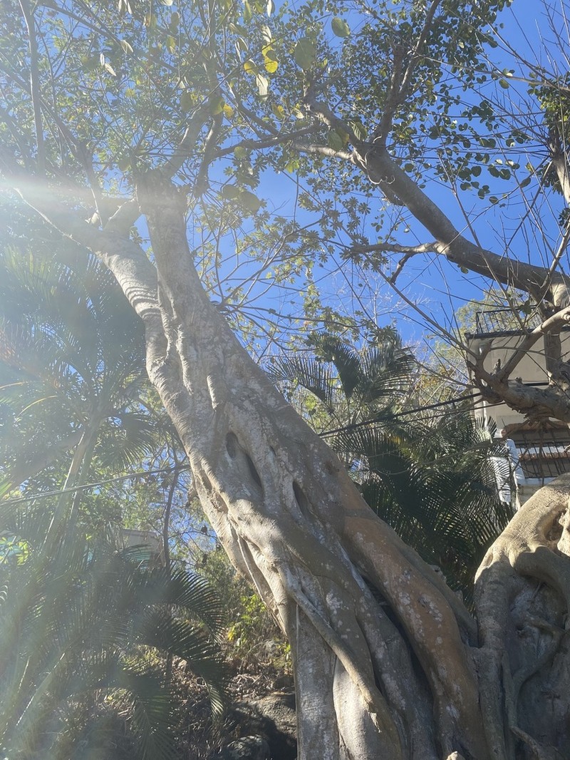Ficus membranacea photo 6