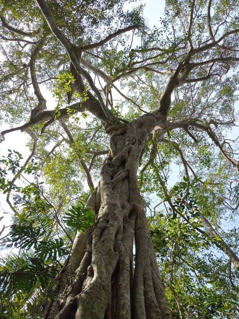Ficus membranacea photo 7