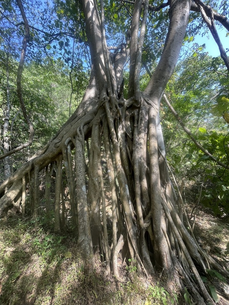 Ficus membranacea photo 8