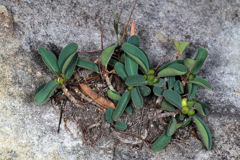 Ficus menabeensis photo 2