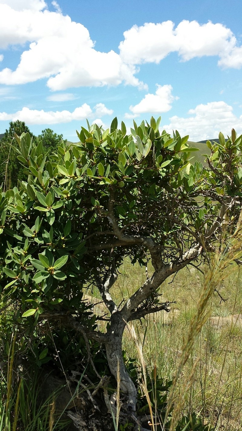 Ficus menabeensis photo 3