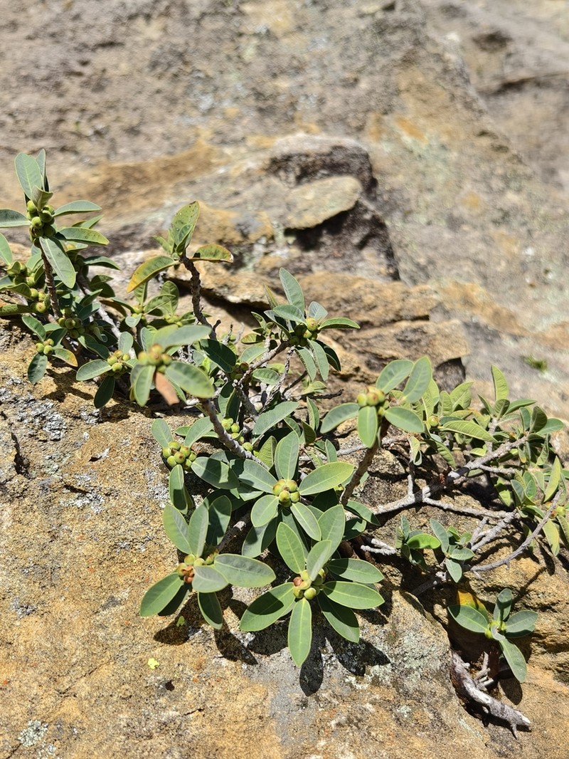 Ficus menabeensis photo 4