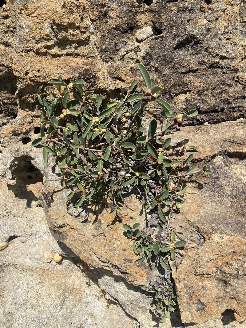 Ficus menabeensis photo 5