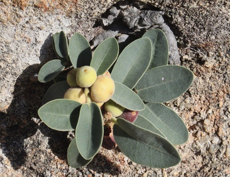 Ficus menabeensis photo 6