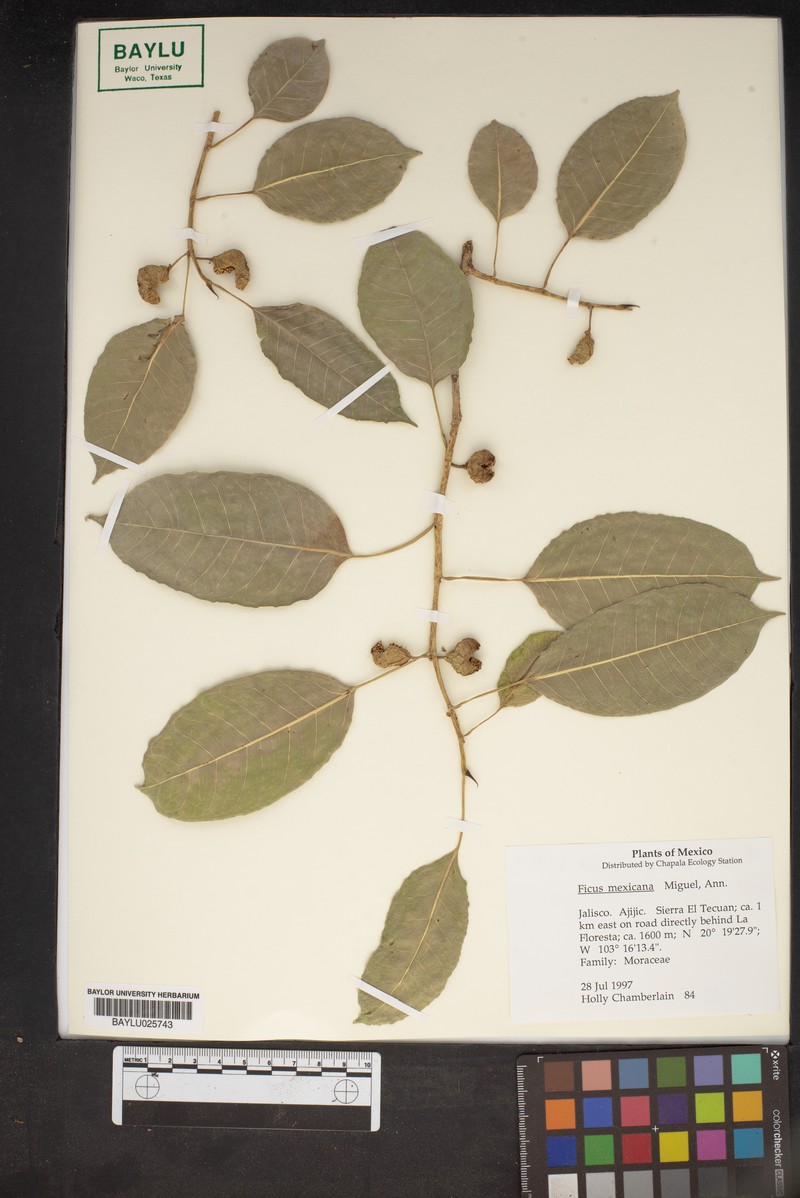 Ficus mexicana