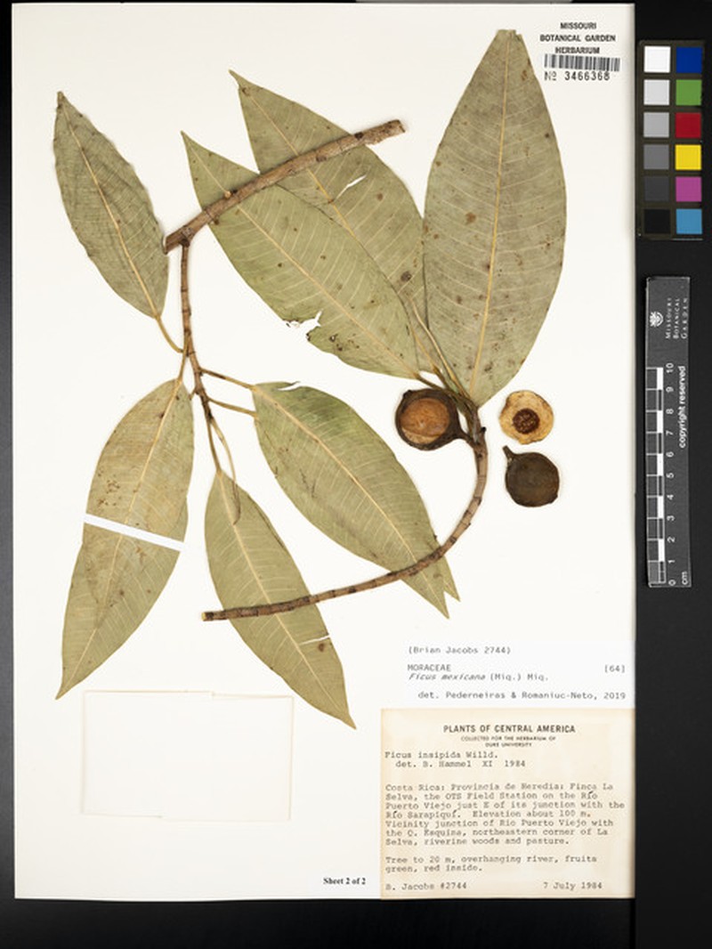 Ficus mexicana photo 2