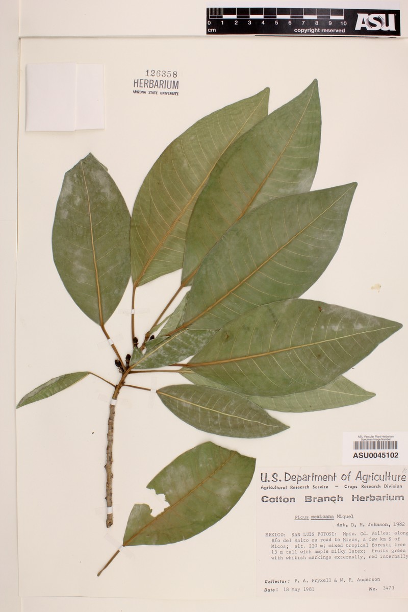 Ficus mexicana photo 3