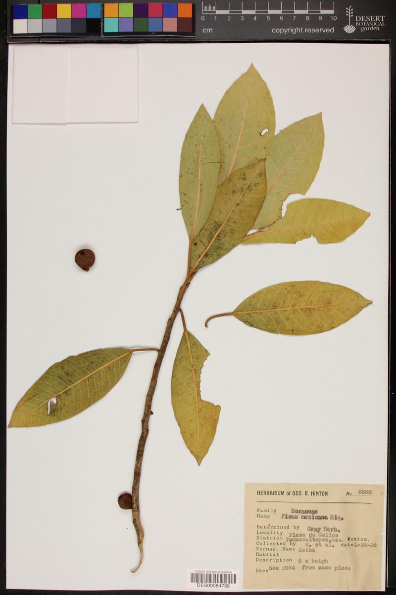 Ficus mexicana photo 4