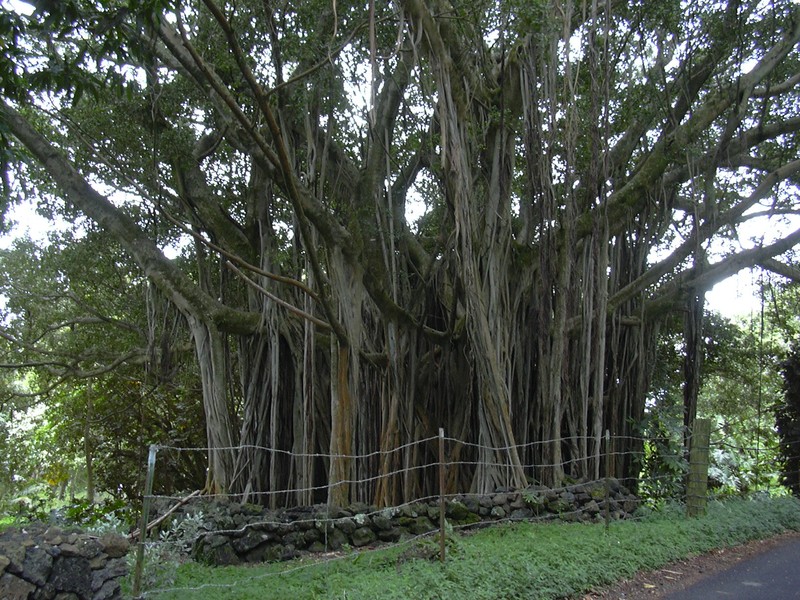 Chinese Banyan photo 2
