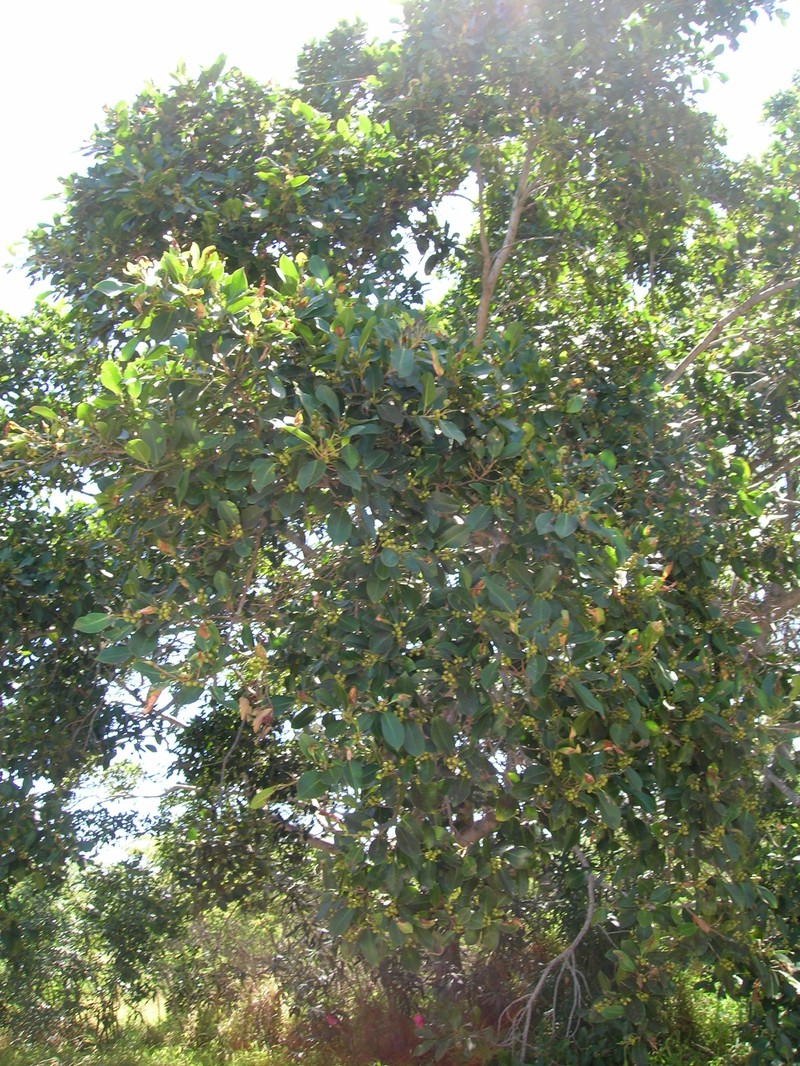 Chinese Banyan photo 3