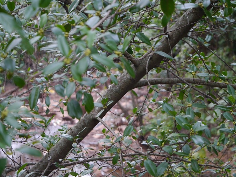 Chinese Banyan photo 4