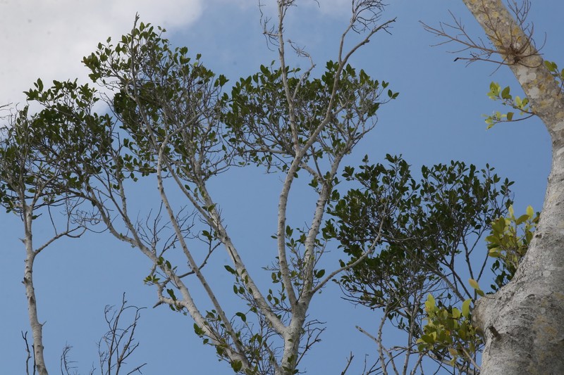 Chinese Banyan photo 5