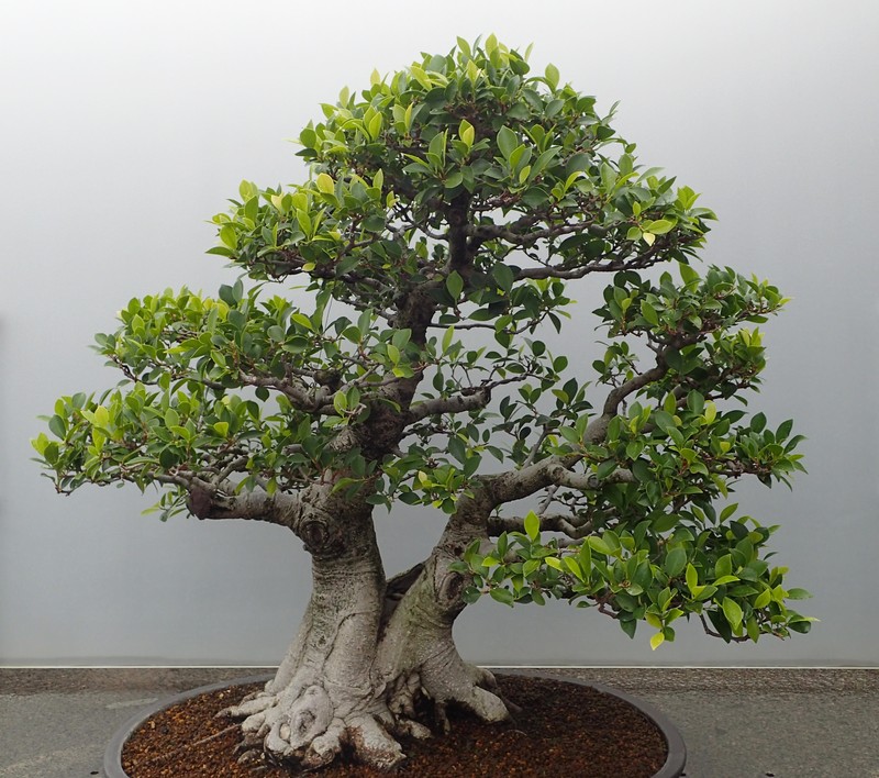 Chinese Banyan photo 6