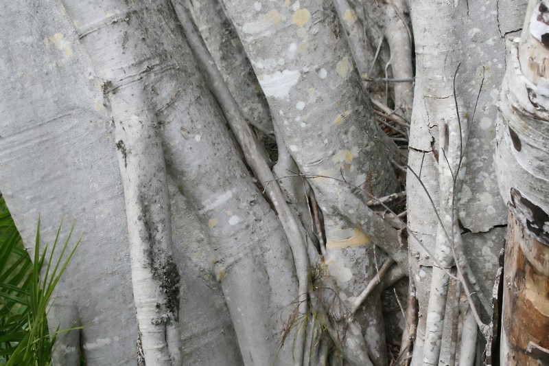 Chinese Banyan photo 7