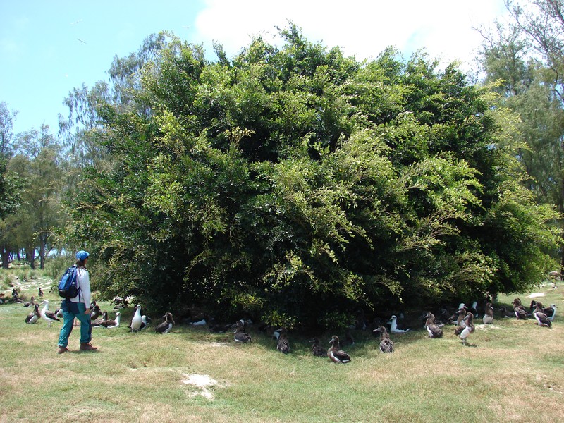 Chinese Banyan photo 8
