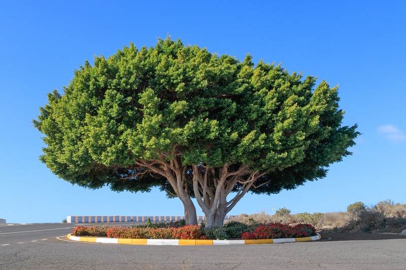 Ficus microcarpa var. hillii