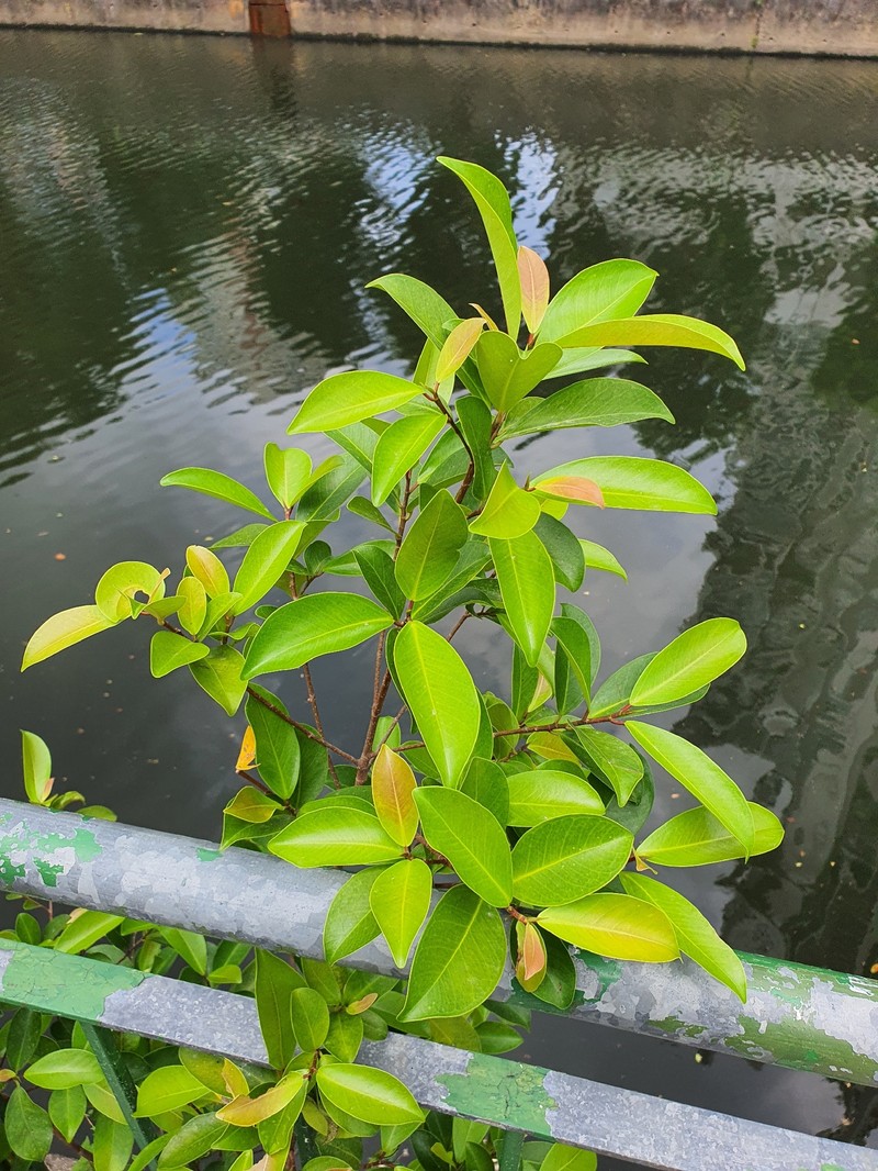 Ficus microcarpa var. microcarpa