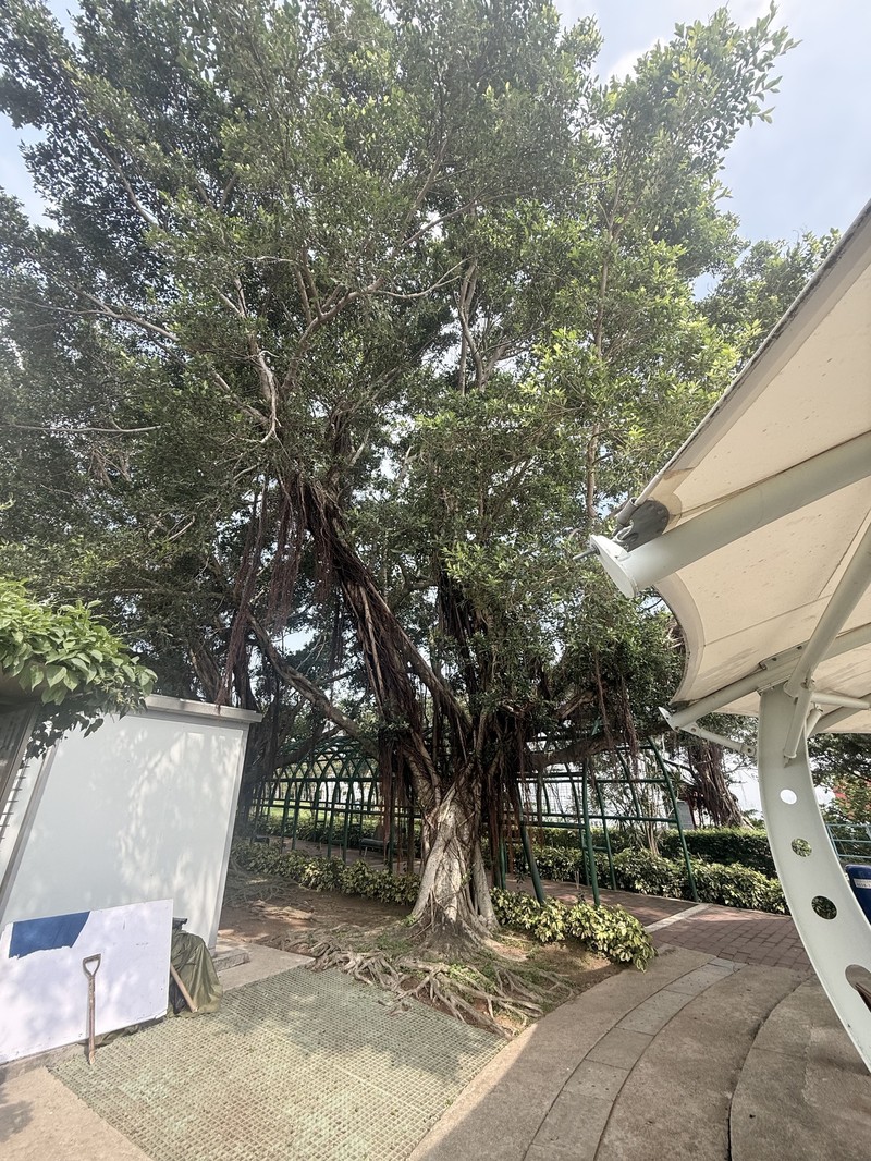 Ficus microcarpa var. microcarpa photo 2