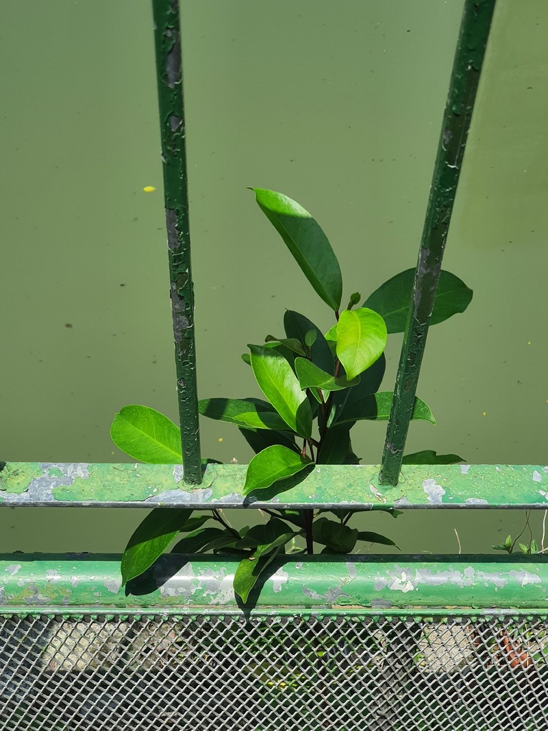 Ficus microcarpa var. microcarpa photo 3