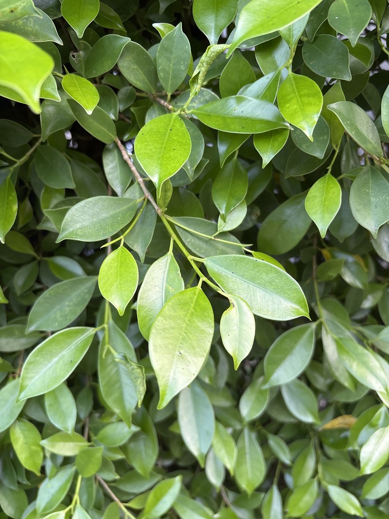 Ficus microcarpa var. microcarpa photo 4