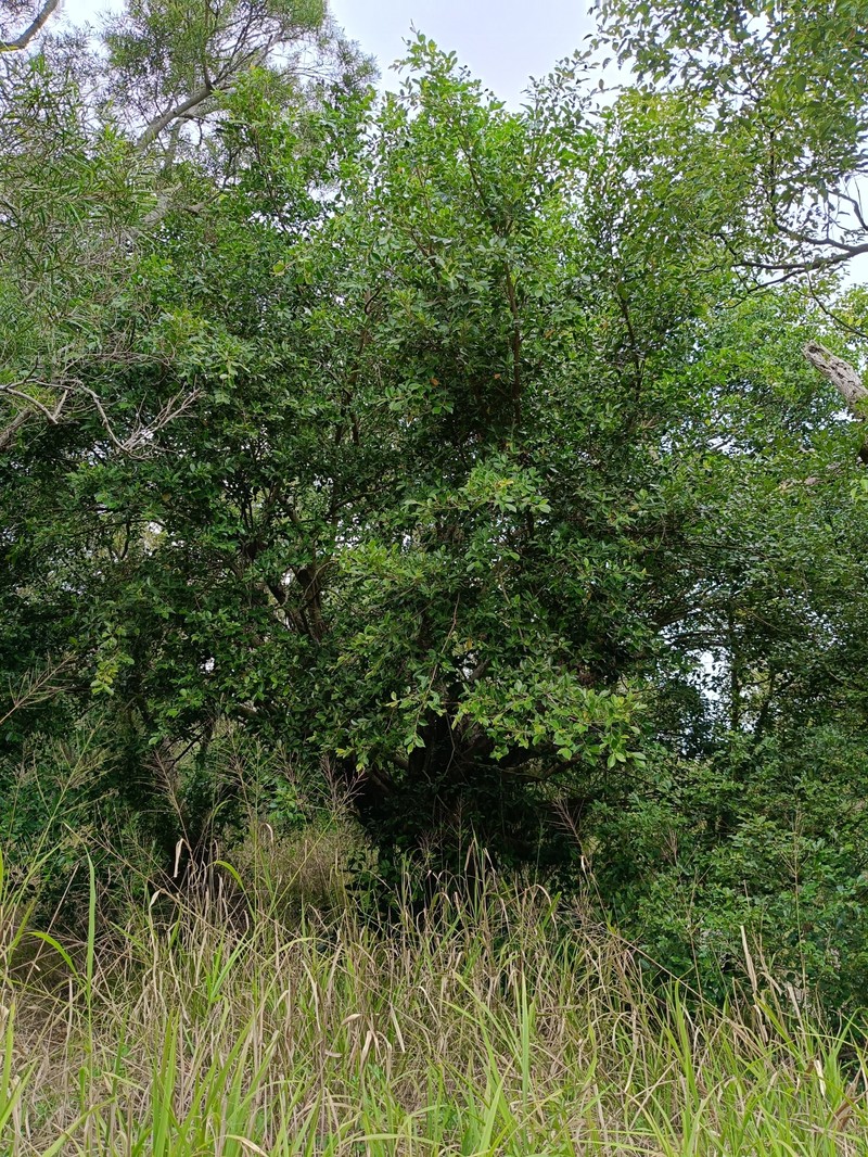 Ficus microcarpa var. microcarpa photo 5