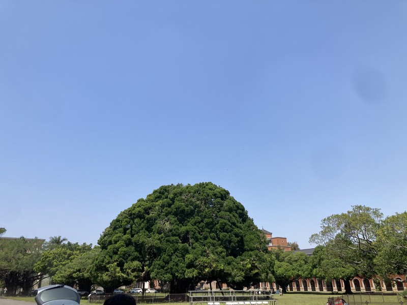 Ficus microcarpa var. microcarpa photo 6