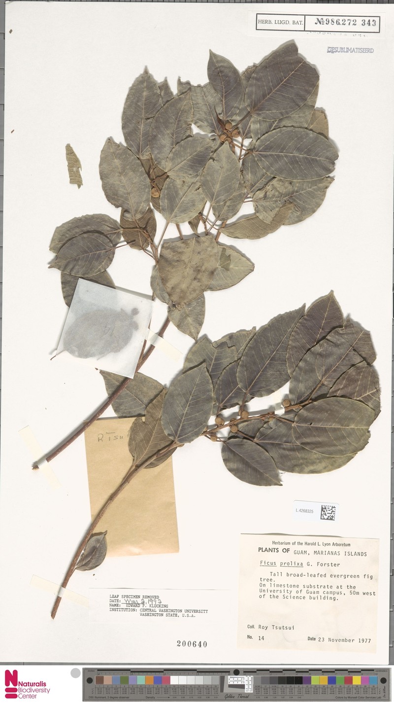 Ficus saffordii photo 2