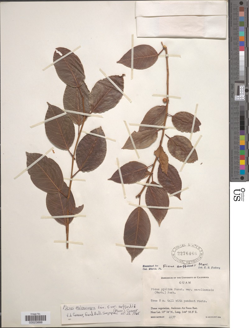 Ficus saffordii photo 3