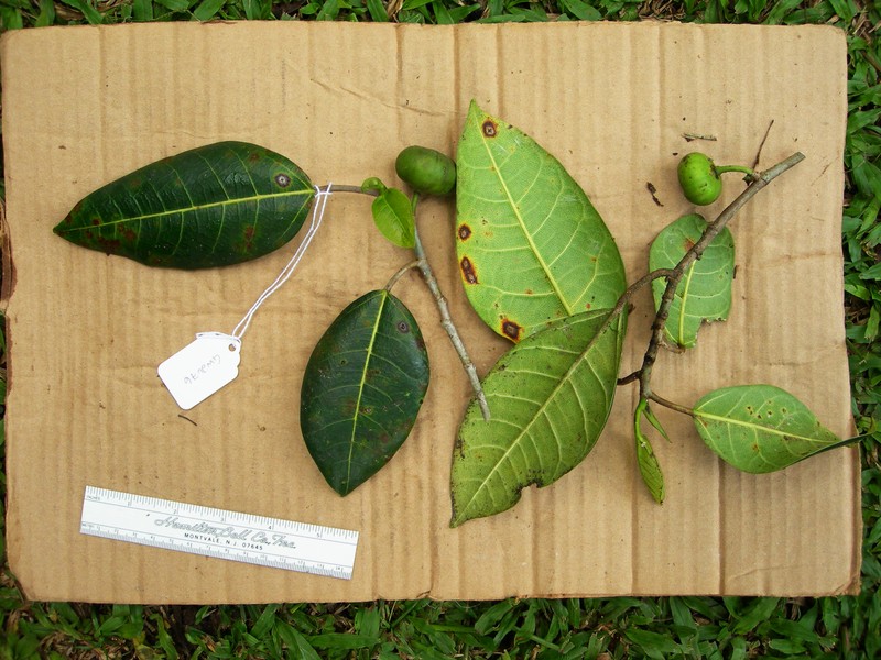 Ficus microdictya