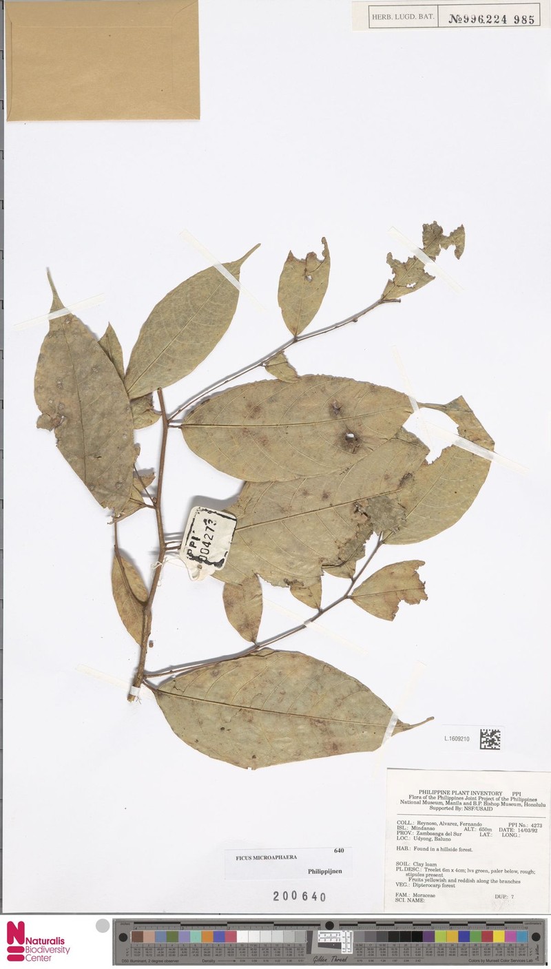 Ficus microsphaera