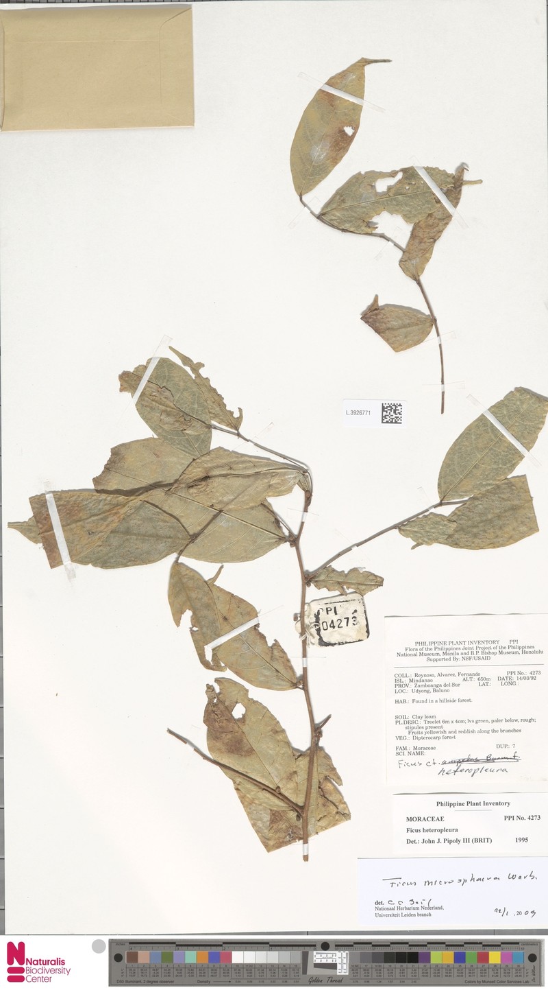 Ficus microsphaera photo 2