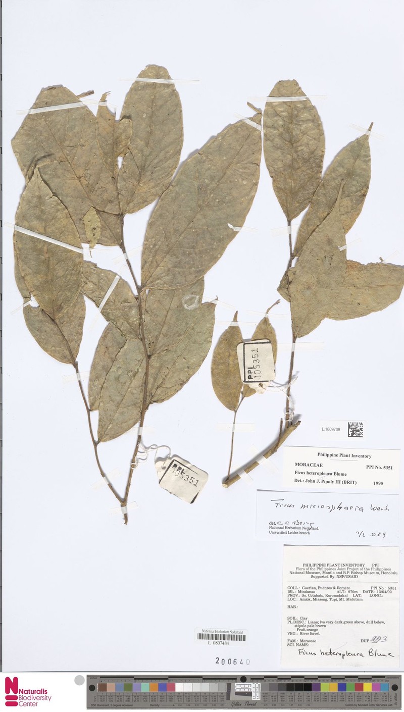 Ficus microsphaera photo 3