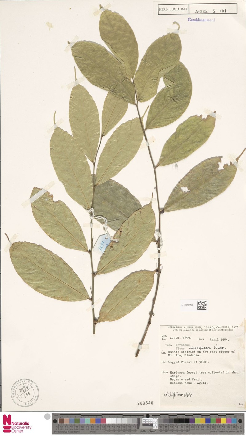 Ficus microsphaera photo 4