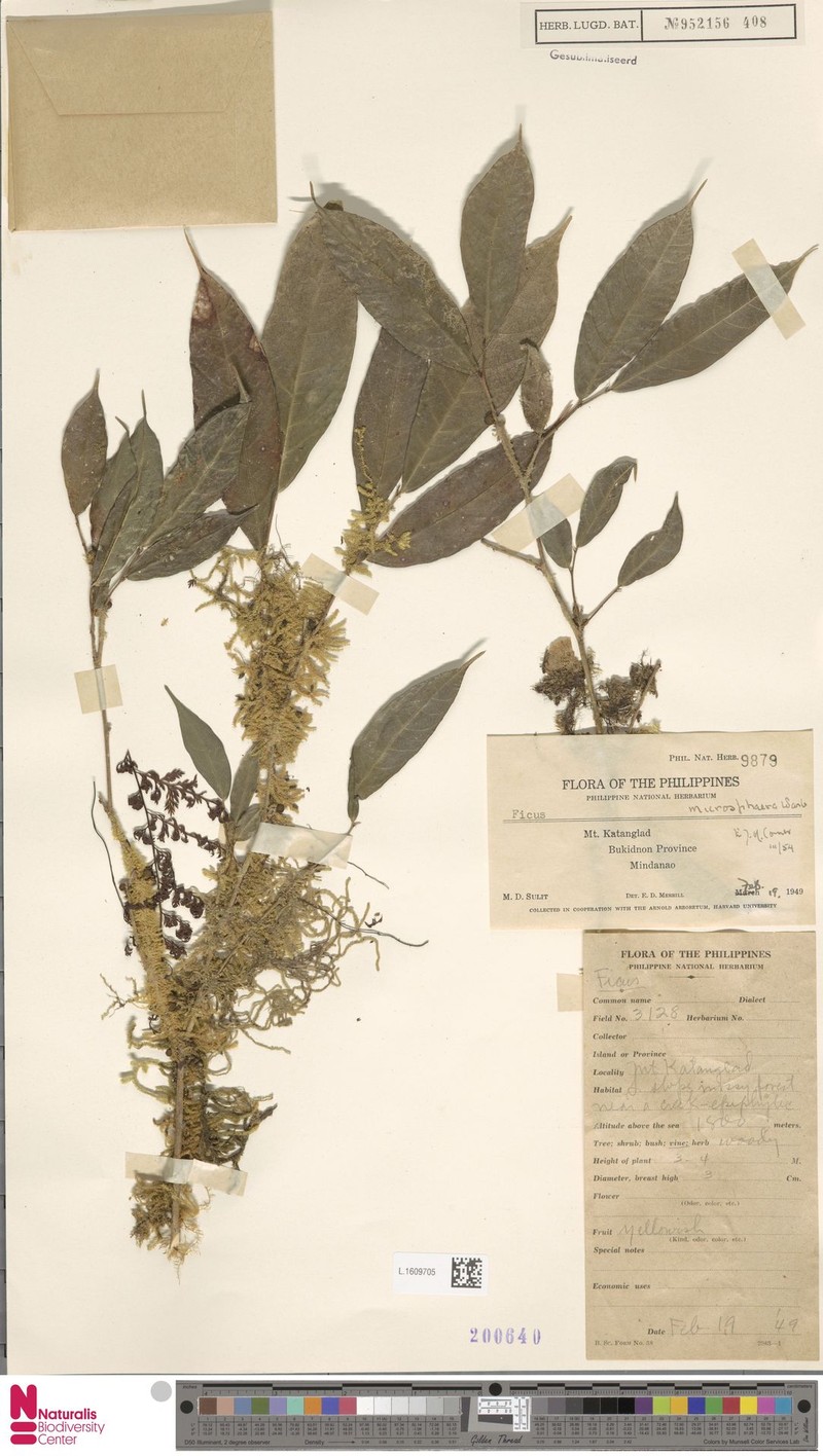 Ficus microsphaera photo 5