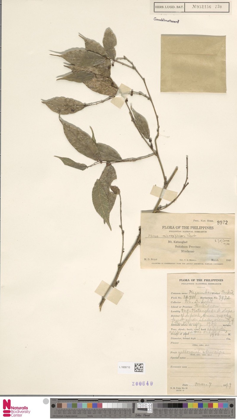 Ficus microsphaera photo 6